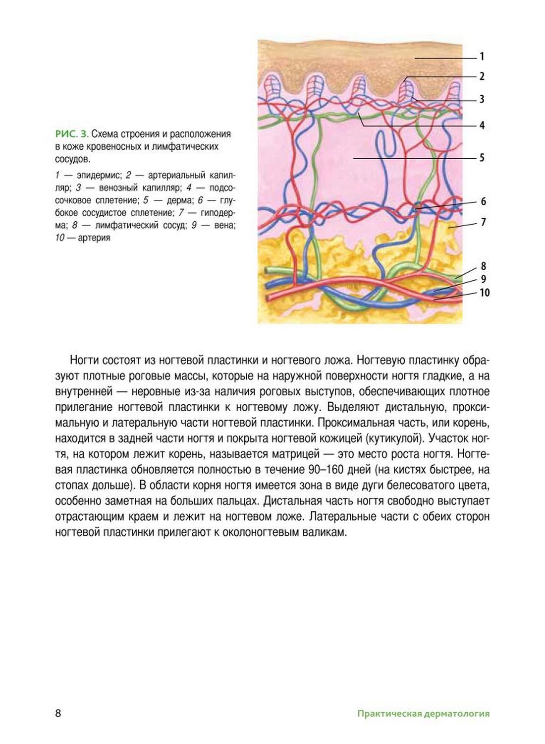 Рис. 3. Схема строения и расположения в коже кровеносных и лимфатических сосудов.