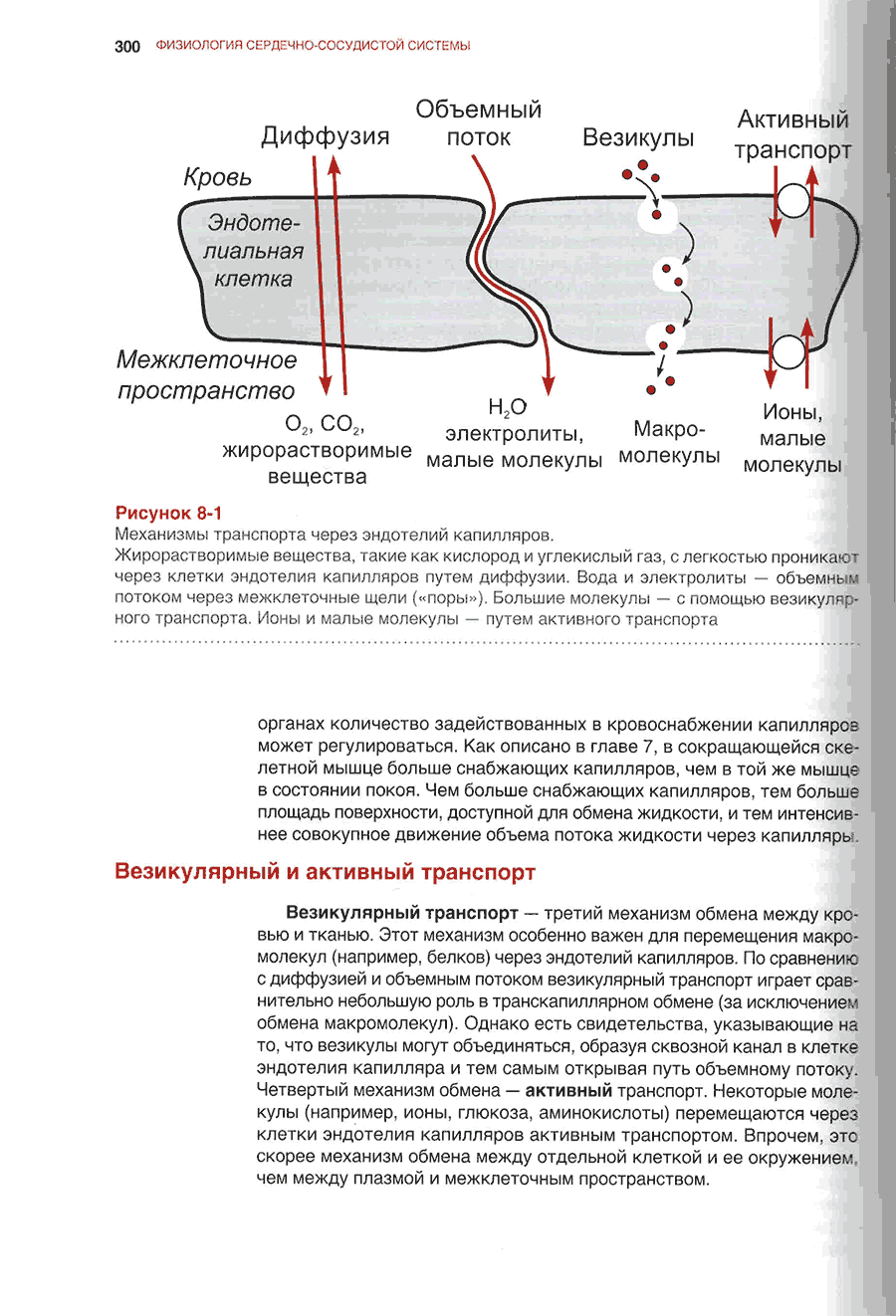 Механизмы транспорта через эндотелий капилляров.