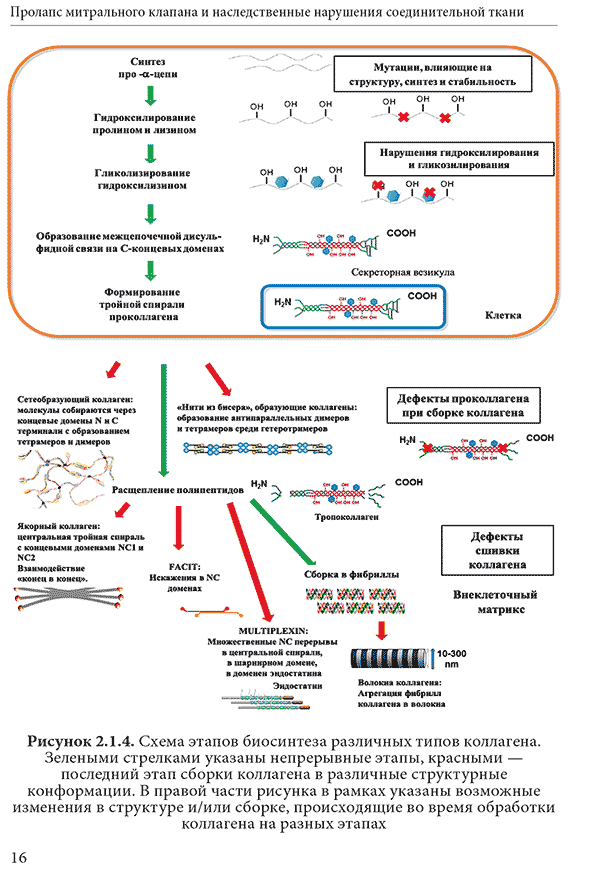 Схема этапов биосинтеза различных типов коллагена