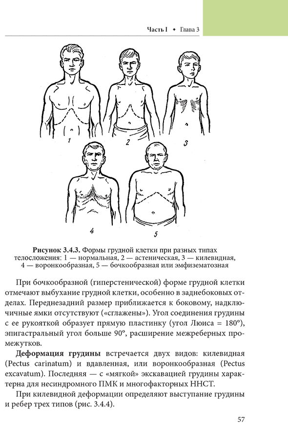 Формы грудной клетки при разных типах телосложения