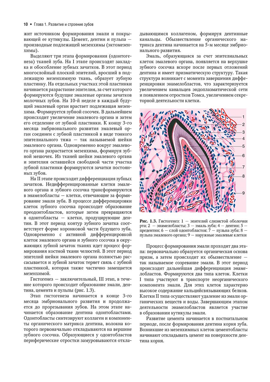 Рис. 1.3. Гистогенез: 1 - эпителий слизистой оболочки