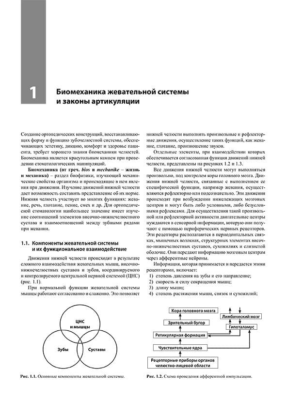 Компоненты жевательной системы и их функциональное взаимодействие