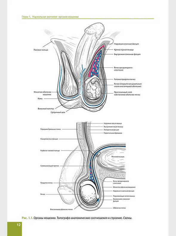 Органы мошонки. Топографо-анатомические соотношения и строение. Схемы.