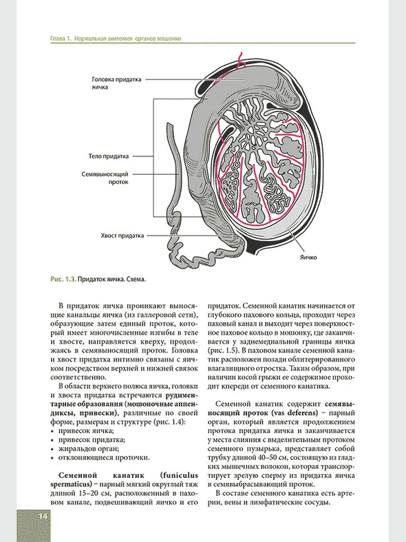Придаток яичка. Схема