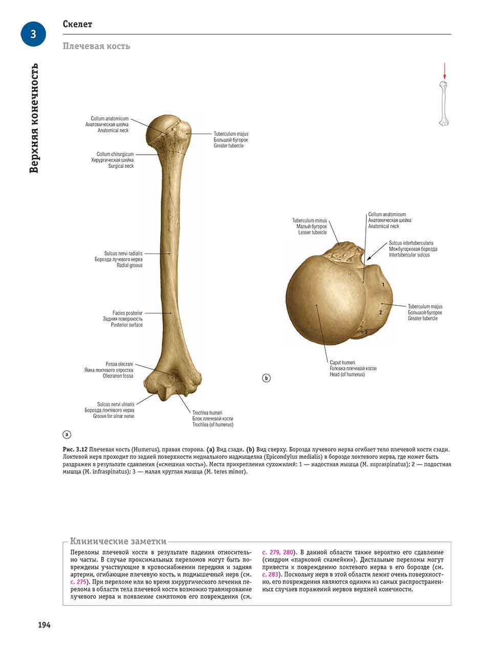 Рис. 3.12 Плечевая кость (Humerus), правая сторона.