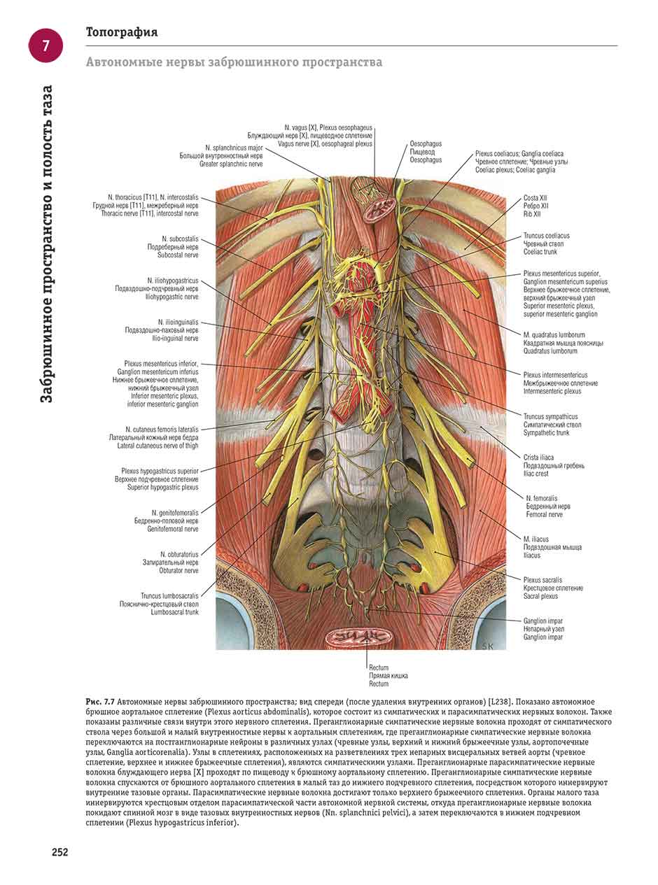 Рис. 7.7 Автономные нервы забрюшинного пространства; вид спереди (после удаления внутренних органов)