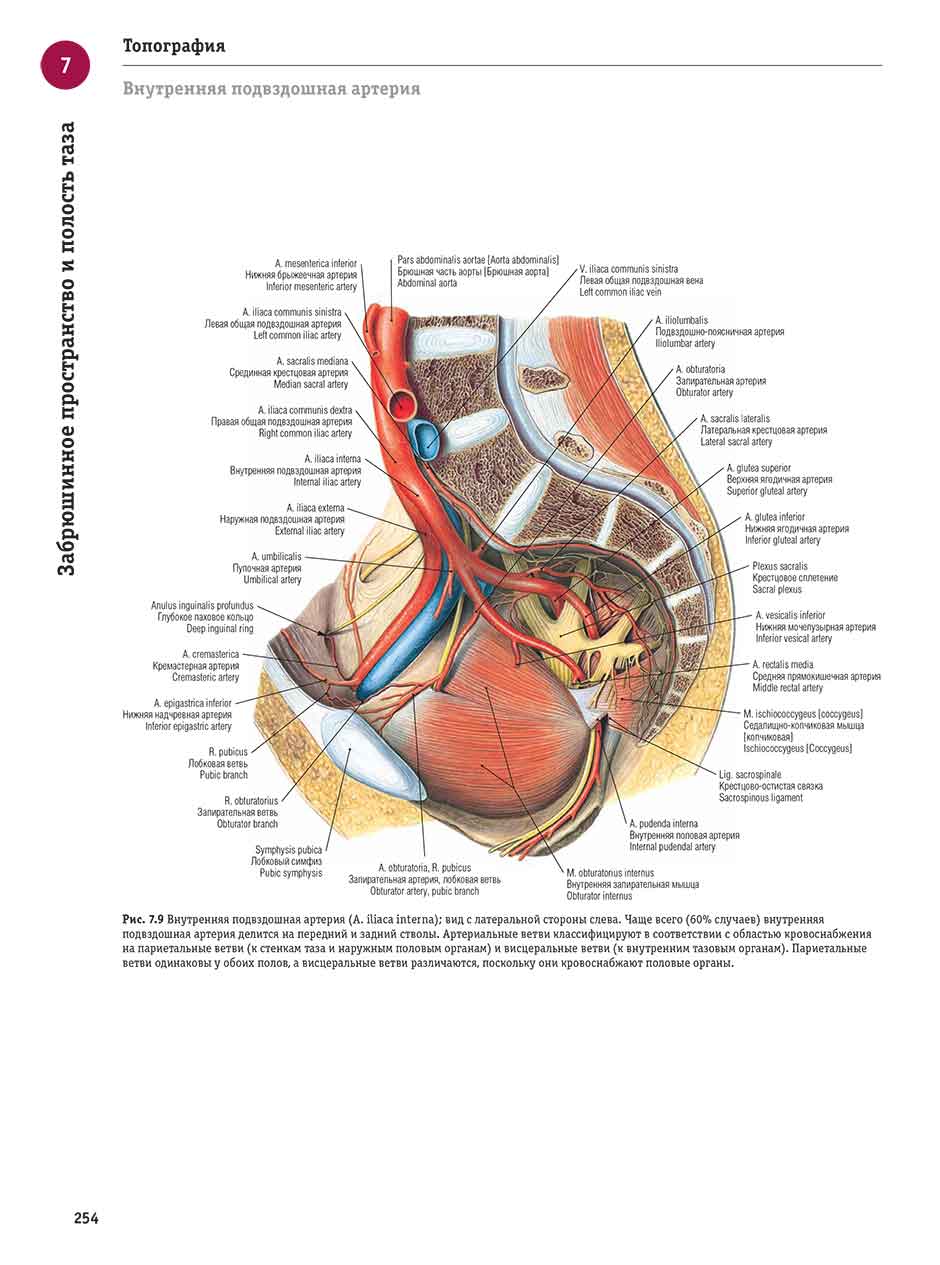 Рис. 7.9 Внутренняя подвздошная артерия (A. iliaca interna); вид с латеральной стороны слева.
