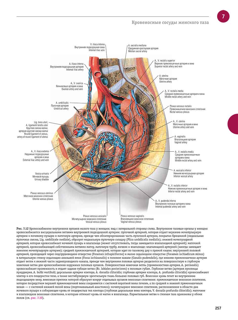 Рис. 7.12 Кровоснабжение внутренних органов малого таза у женщин; вид с латеральной стороны слева.