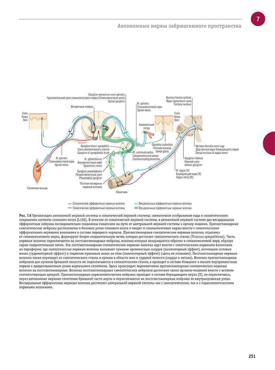 Рис. 7.6 Организация автономной нервной системы и соматической нервной системы; схематичное изображение хода