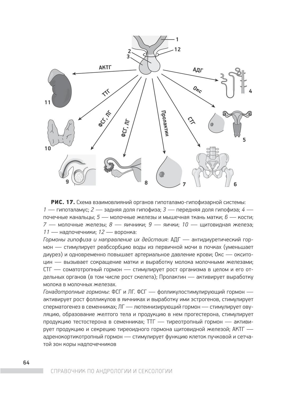 Схема взаимовлияний органов гипоталамо-гипофизарной системы