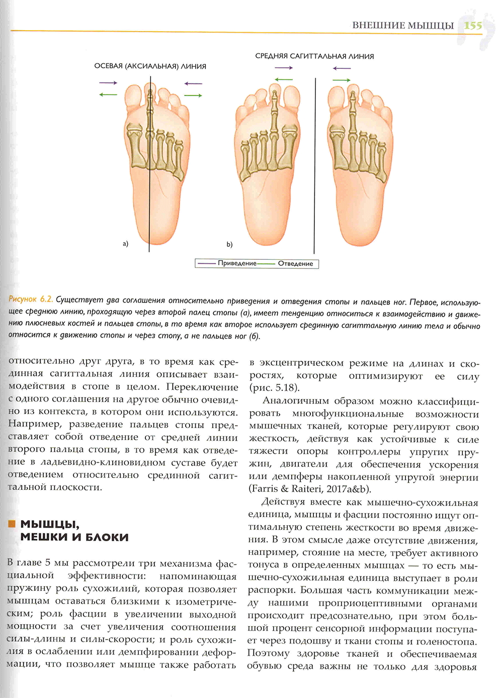 Существует два соглашения относительно приведения и отведения стопы и пальцев ног.