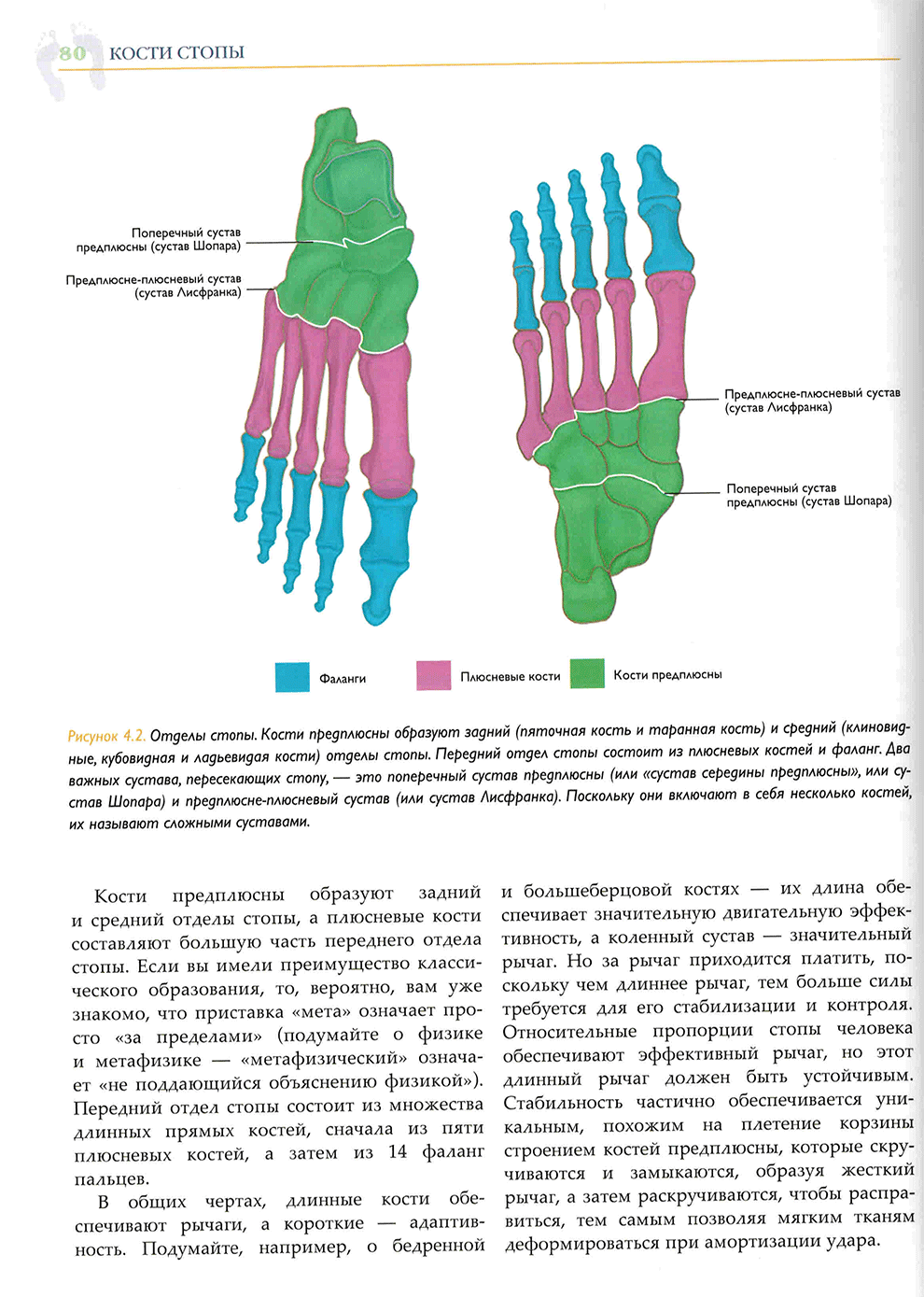 Отделы стопы. Кости предплюсны образуют задний (пяточная кость и таранная кость)