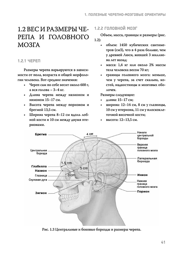 Центральные и боковые борозды и размеры черепа.