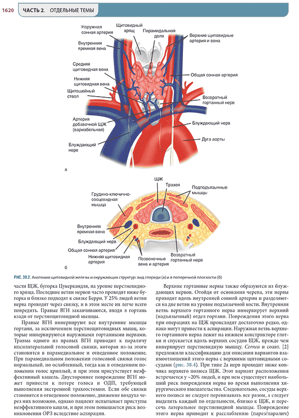 Анатомия щитовидной железы и окружающих структур: вид спереди (а) и в поперечной плоскости Анатомия щитовидной железы и окружающих структур: вид спереди (а) и в поперечной плоскости