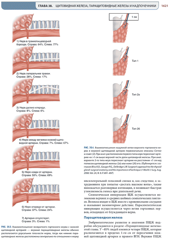 Взаимоотношение возвратного гортанного нерва с нижней щитовидной артерией Взаимоотношение возвратного гортанного нерва с нижней щитовидной артерией