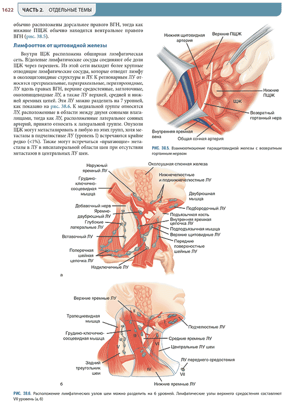 Расположение лимфатических узлов шеи можно разделить на 6 уровней. Лимфатические узлы верхнего средостения составляют Расположение лимфатических узлов шеи можно разделить на 6 уровней. Лимфатические узлы верхнего средостения составляют