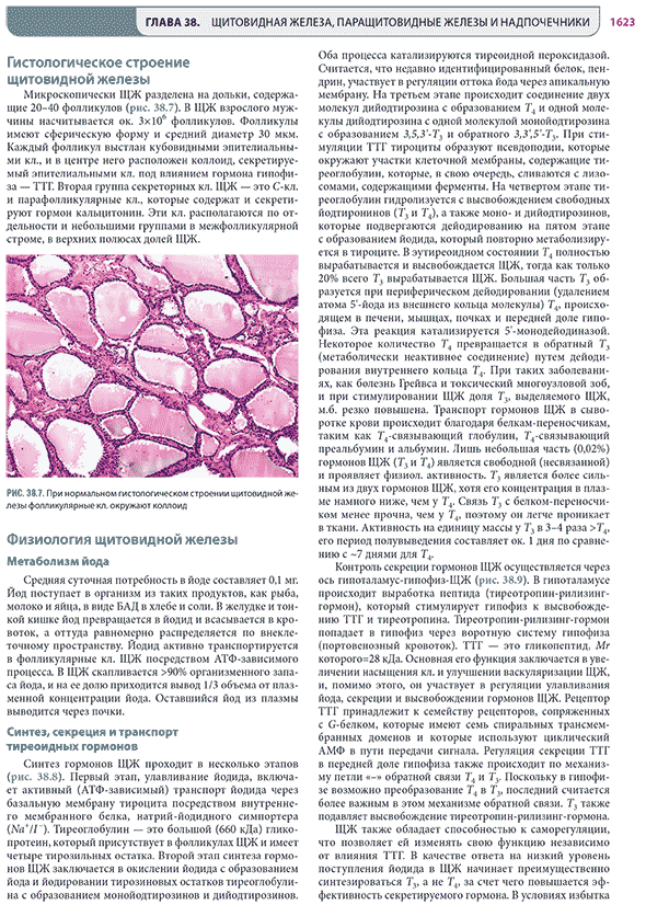 При нормальном гистологическом строении щитовидной железы фолликулярные кл. окружают коллоид При нормальном гистологическом строении щитовидной железы фолликулярные кл. окружают коллоид