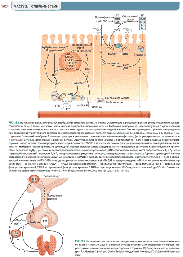 На примере фолликулярной кл. изображены основные сигнальные пути, участвующие в регуляции роста и функционирования кл. щитовидной железы, а также ключевые этапы синтеза гормонов щитовидной железы На примере фолликулярной кл. изображены основные сигнальные пути, участвующие в регуляции роста и функционирования кл. щитовидной железы, а также ключевые этапы синтеза гормонов щитовидной железы