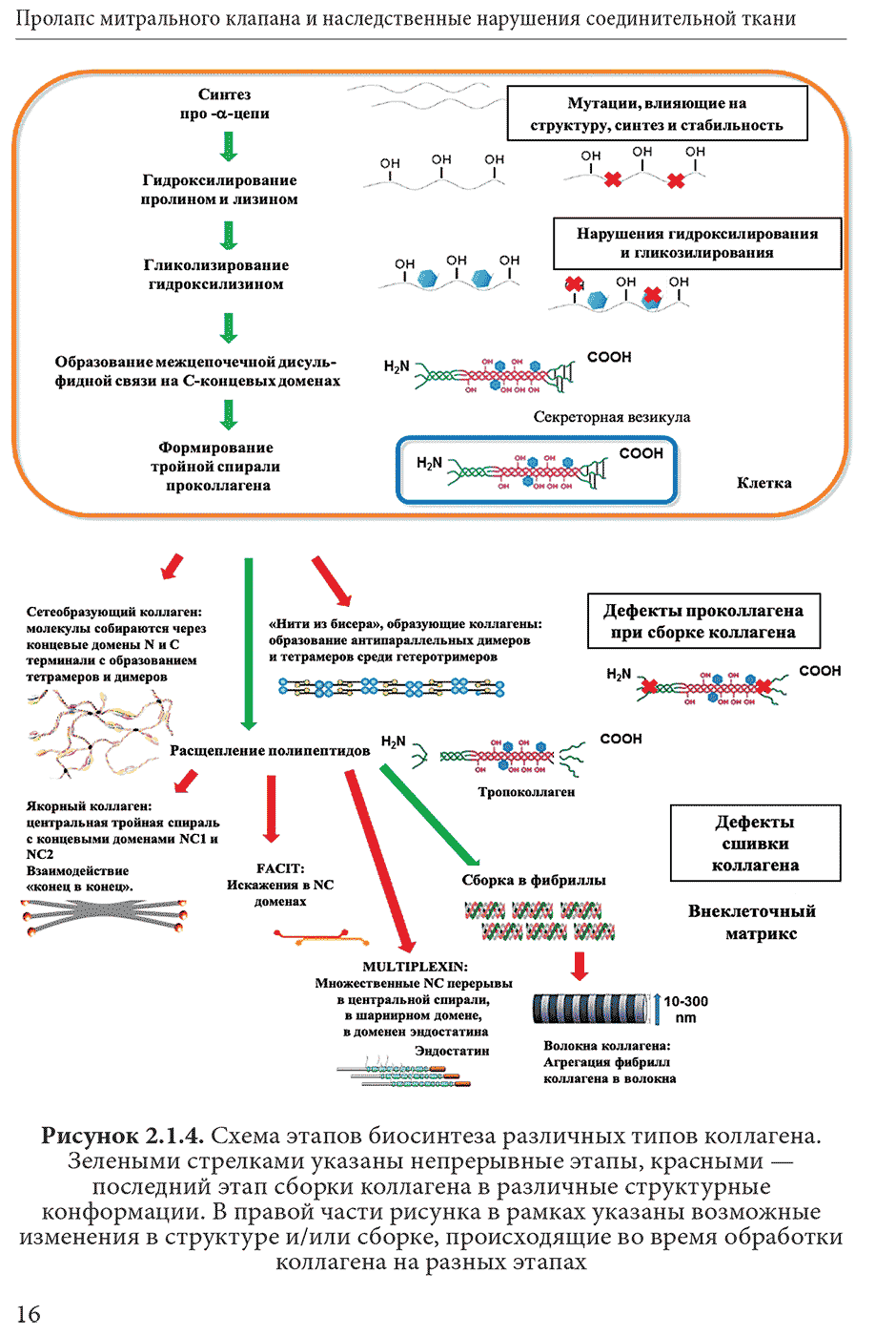 Рисунок 2.1.4. Схема этапов биосинтеза различных типов коллагена
