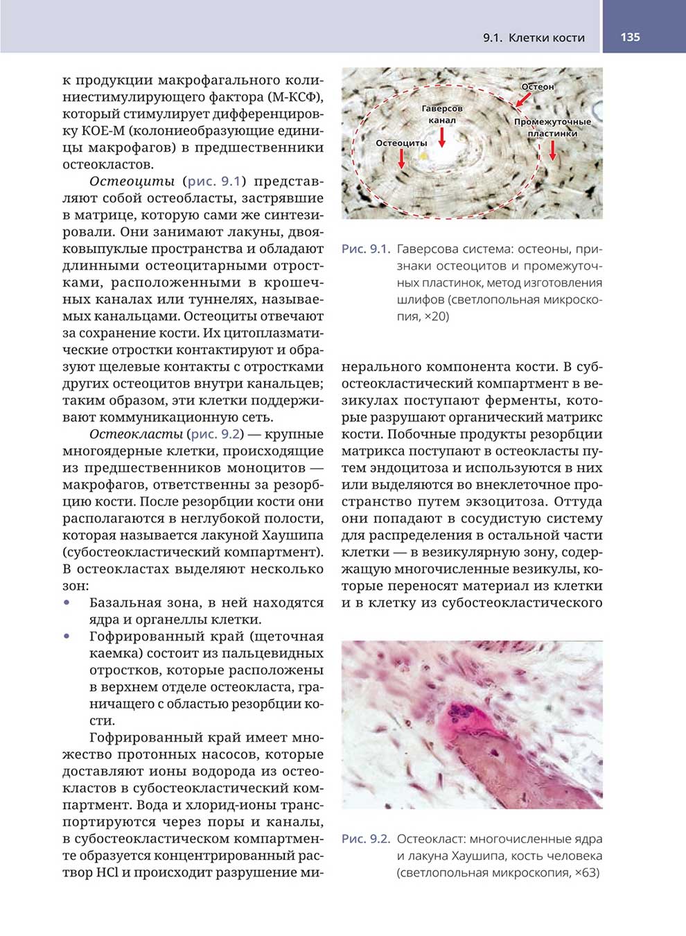 Рис. 9.1. Гаверсова система: остеоны, признаки остеоцитов и промежуточных пластинок, метод изготовления шлифов (светлопольная микроскопия, x20)