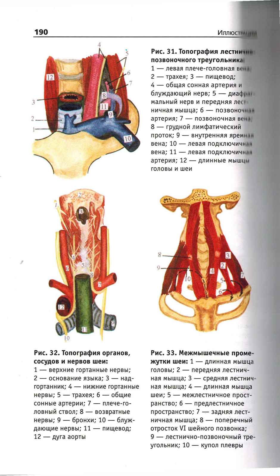 Рис. 32. Топография органов, сосудов и нервов шеи