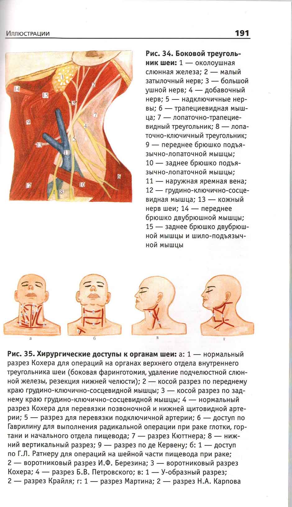 Рис. 35. Хирургические доступы к органам шеи