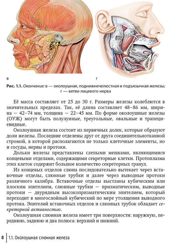 Околоушная, поднижнечелюстная и подъязычная железы;