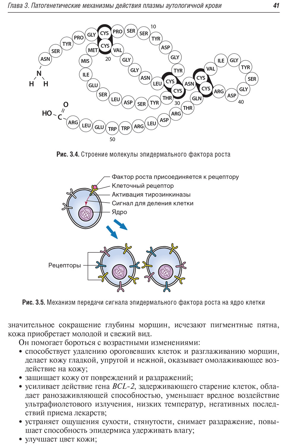 Рис. 3.5. Механизм передачи сигнала эпидермального фактора роста на ядро клетки
