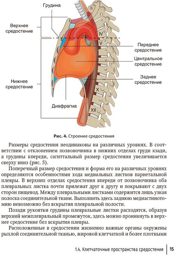 Строение средостения