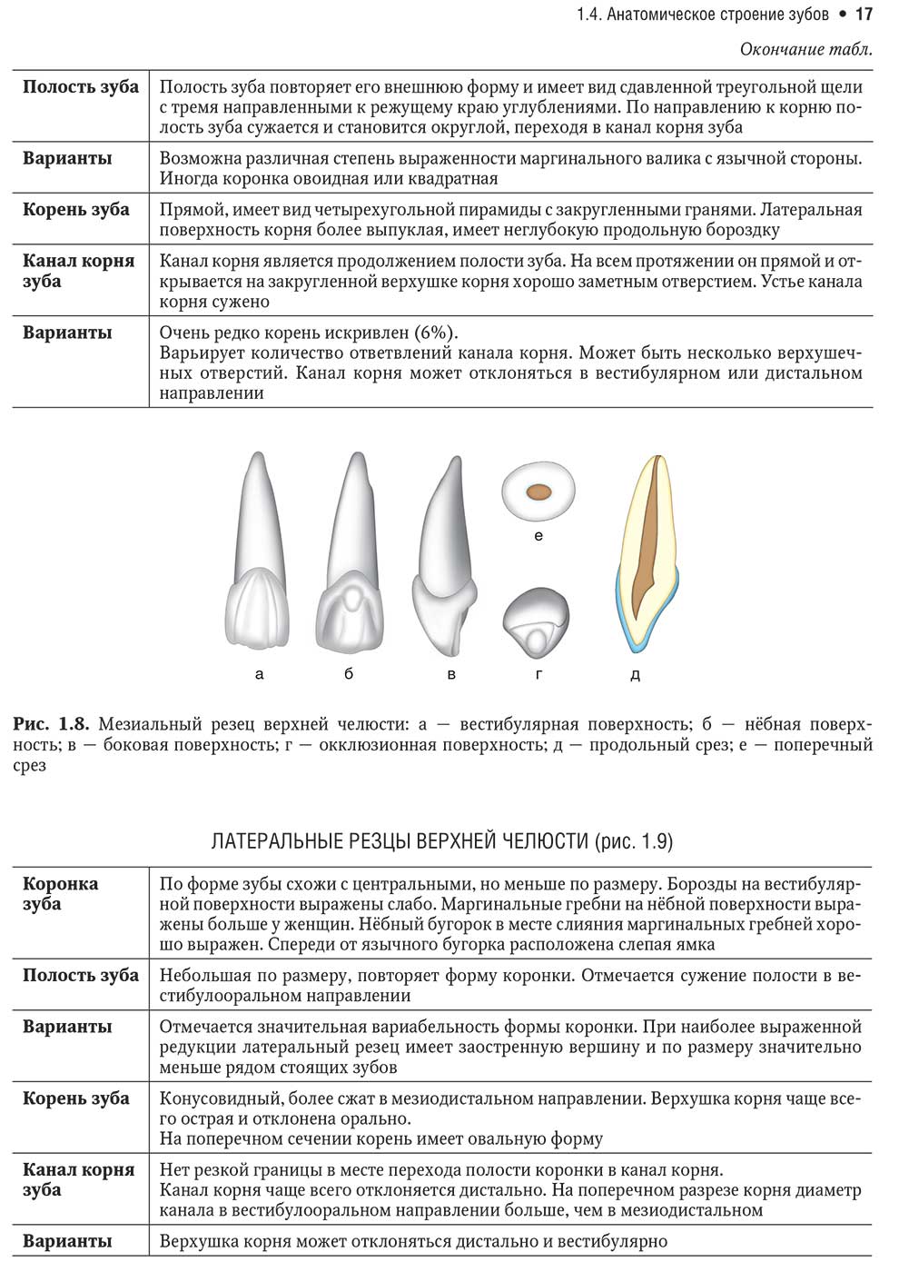 Мезиальный резец верхней челюсти