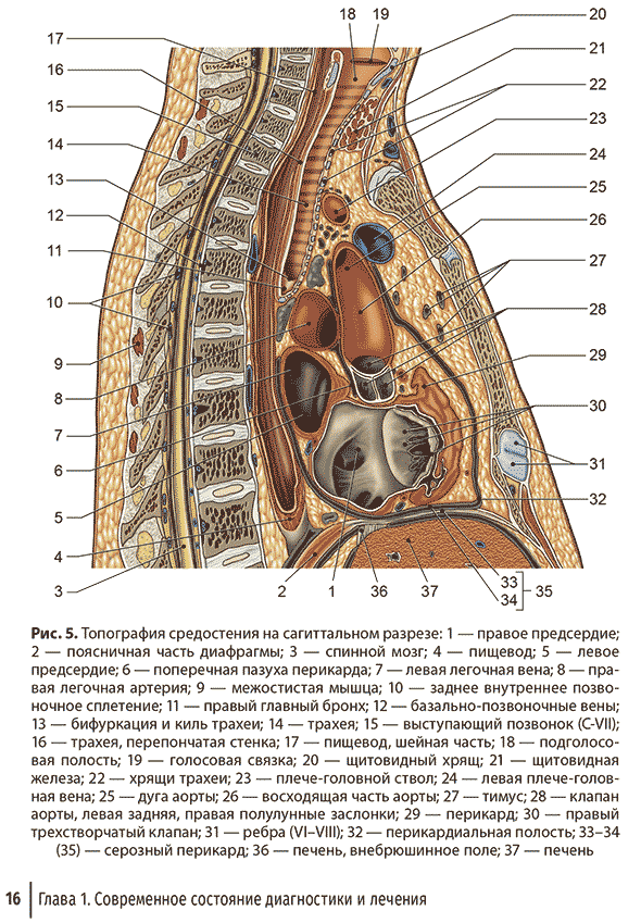 Топография средостения на сагиттальном разрезе