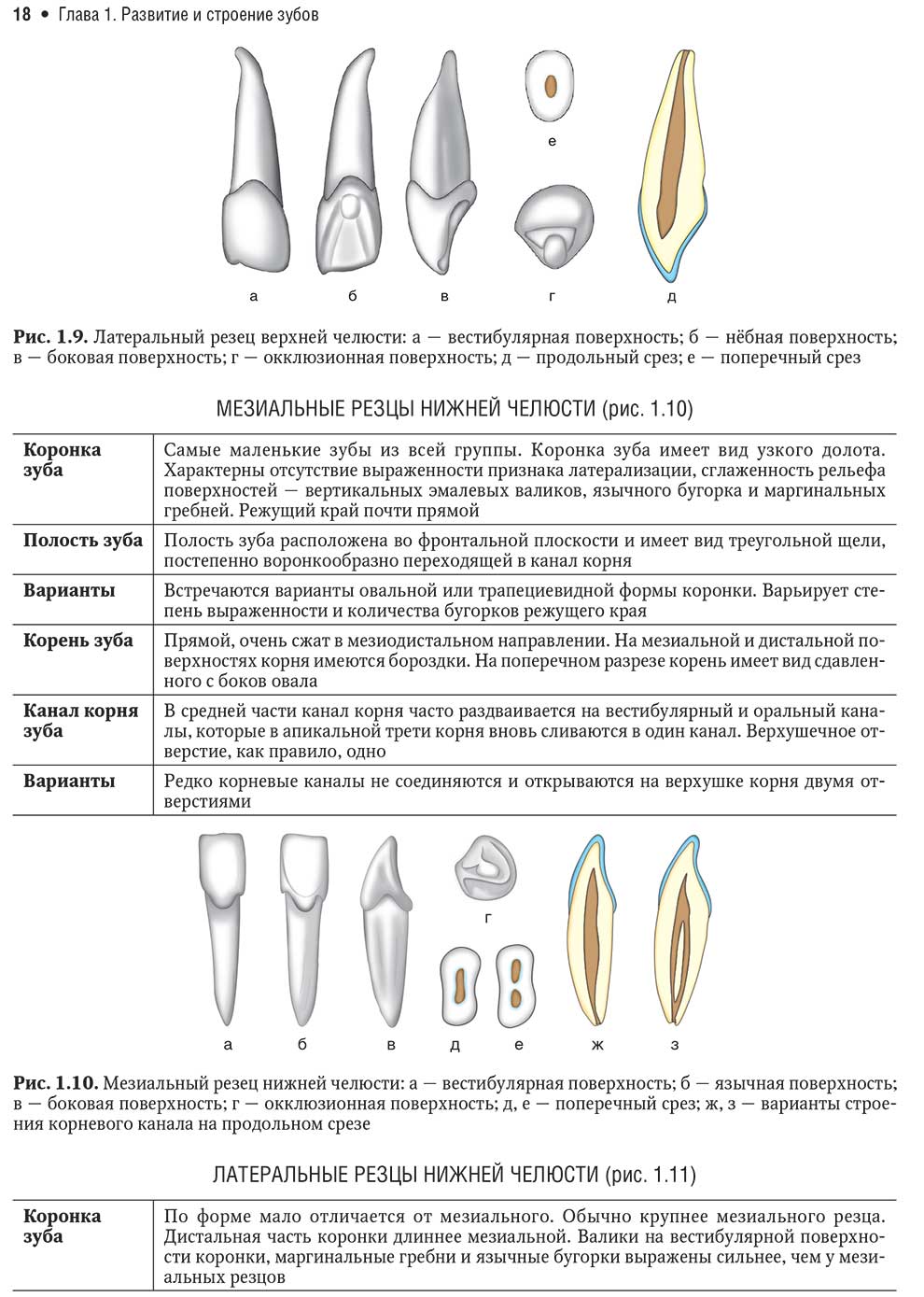 Мезиальный резец нижней челюсти