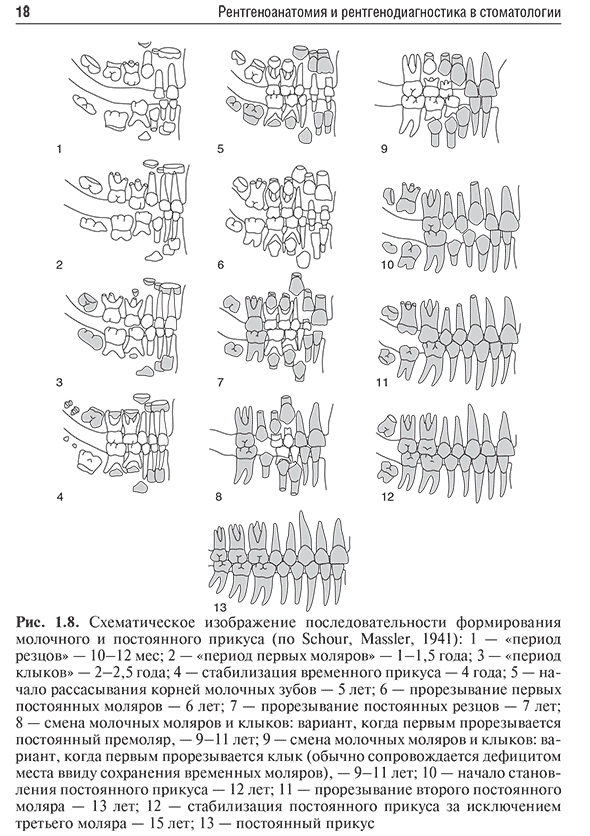 Схематическое изображение последовательности формирования молочного и постоянного прикуса Схематическое изображение последовательности формирования молочного и постоянного прикуса