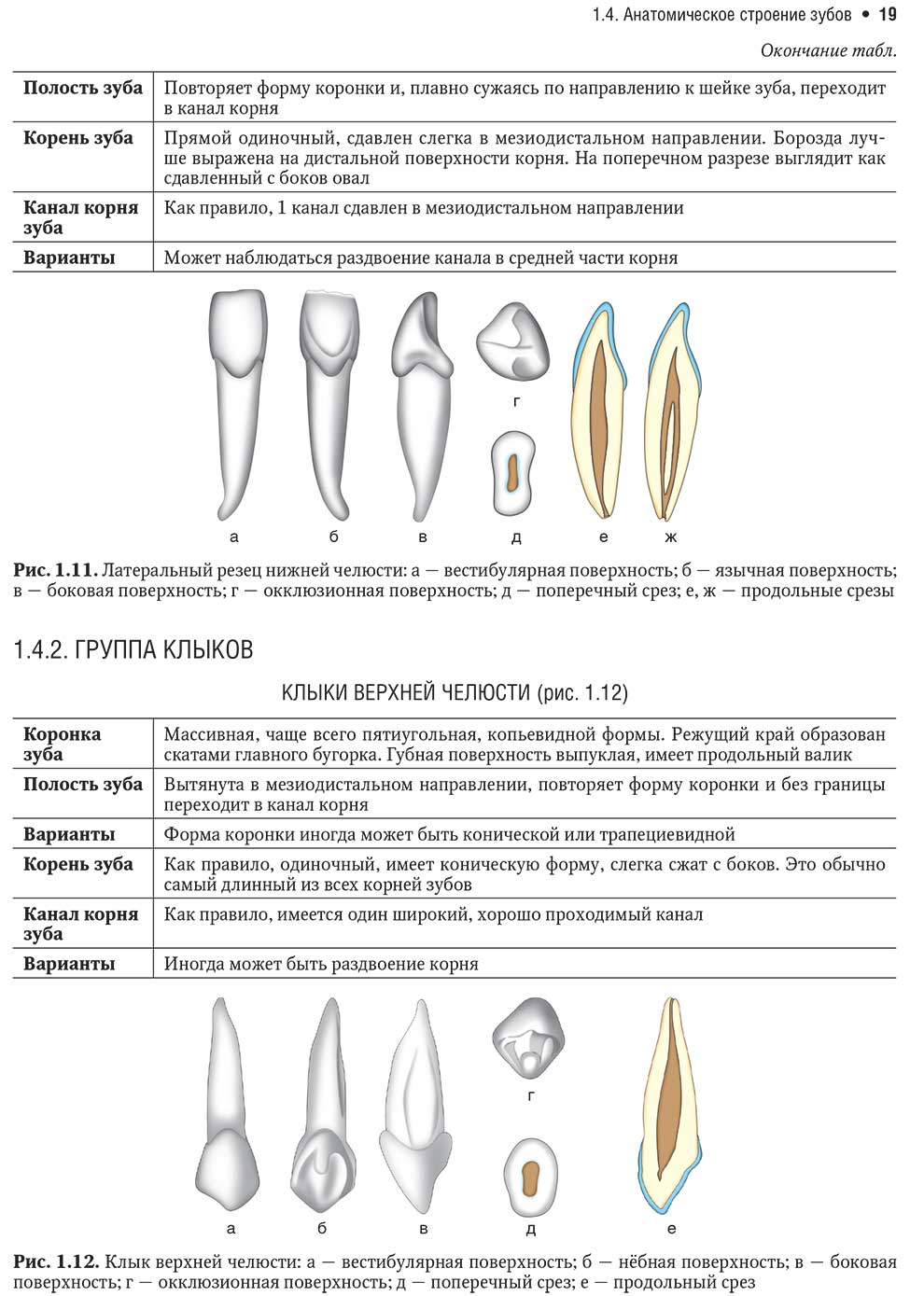 Клык верхней челюсти