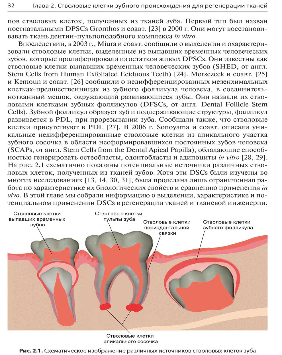 Схематическое изображение различных источников стволовых клеток зуба