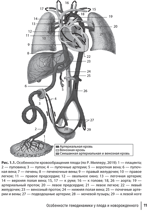 Особенности кровообращения плода
