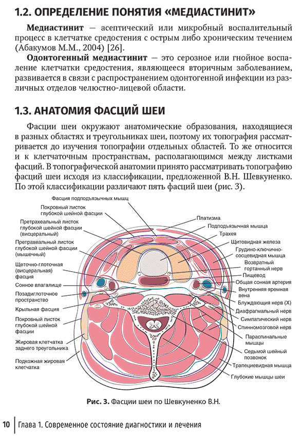 Фасции шеи по Шевкуненко В. Н.