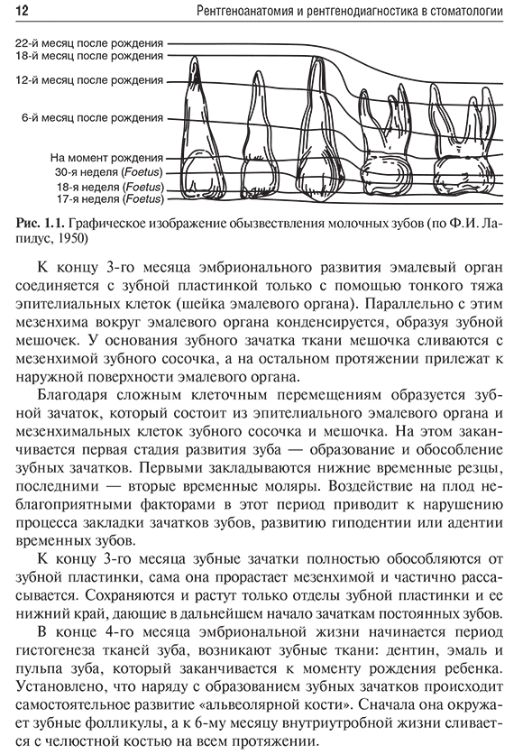 Графическое изображение обызвествления молочных зубов Графическое изображение обызвествления молочных зубов
