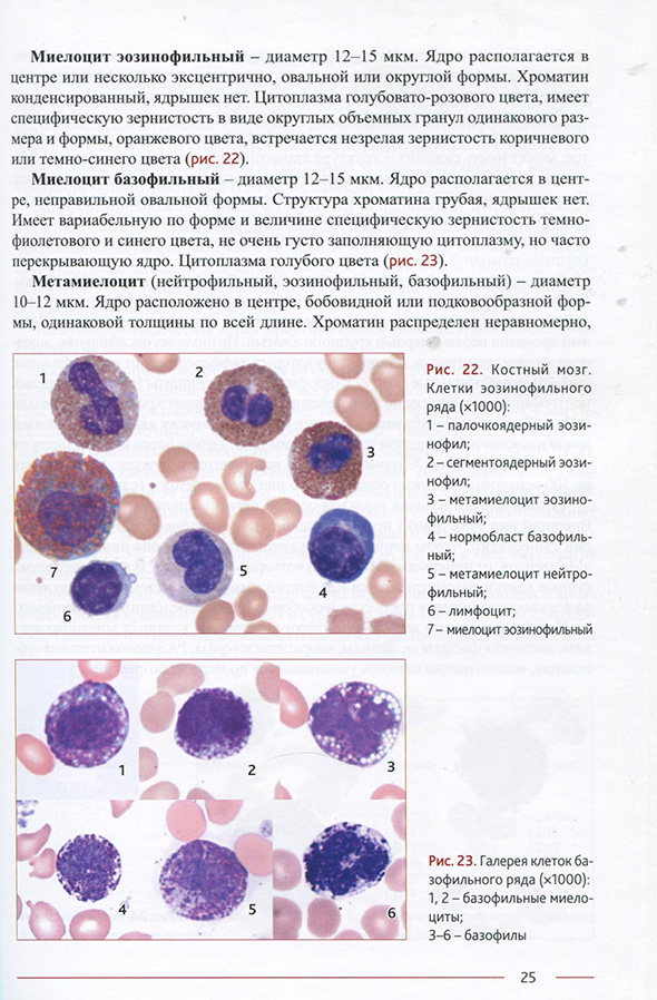 Костный мозг. Клетки эозинофильного ряда