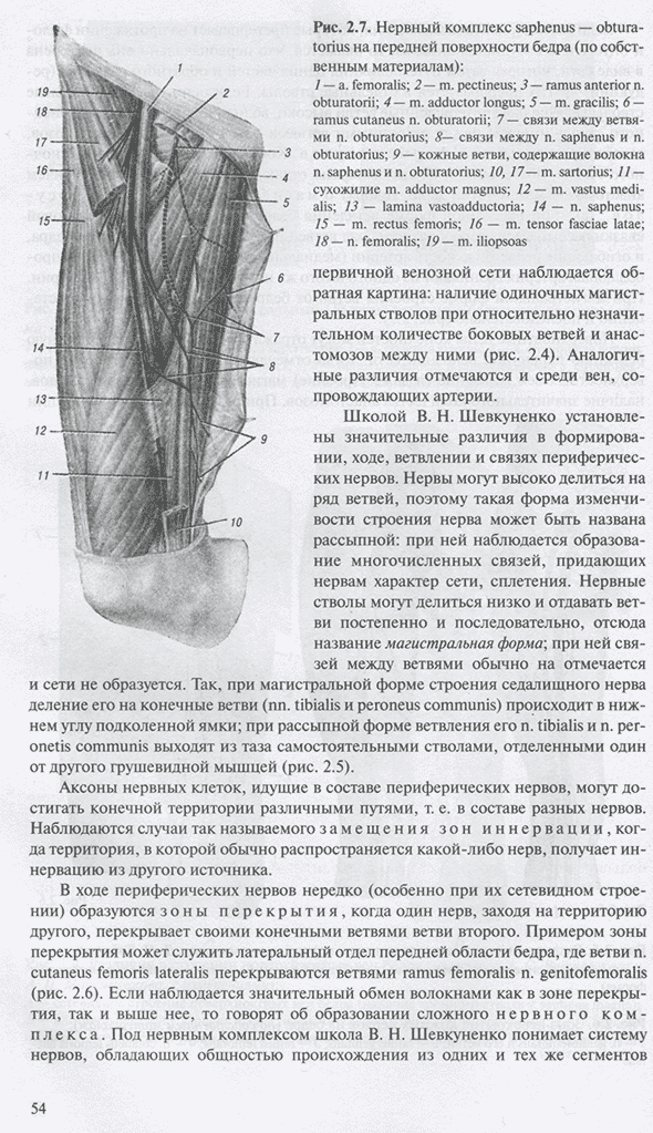 Нервный комплекс
