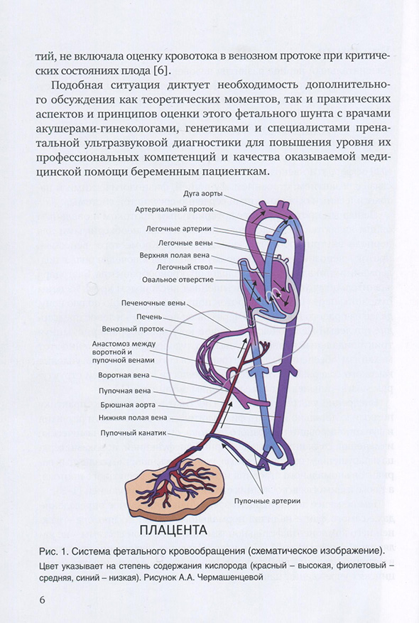 Система фетального кровообращения (схематическое изображение). Система фетального кровообращения (схематическое изображение).