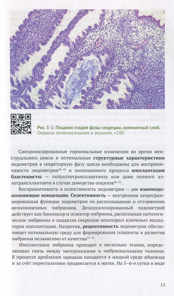 Поздняя стадия фазы секреции, компактный слой.