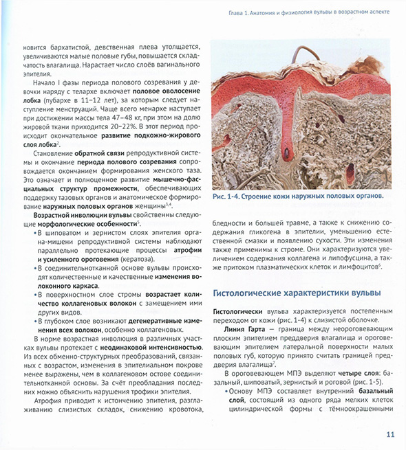 Строение кожи наружных половых органов