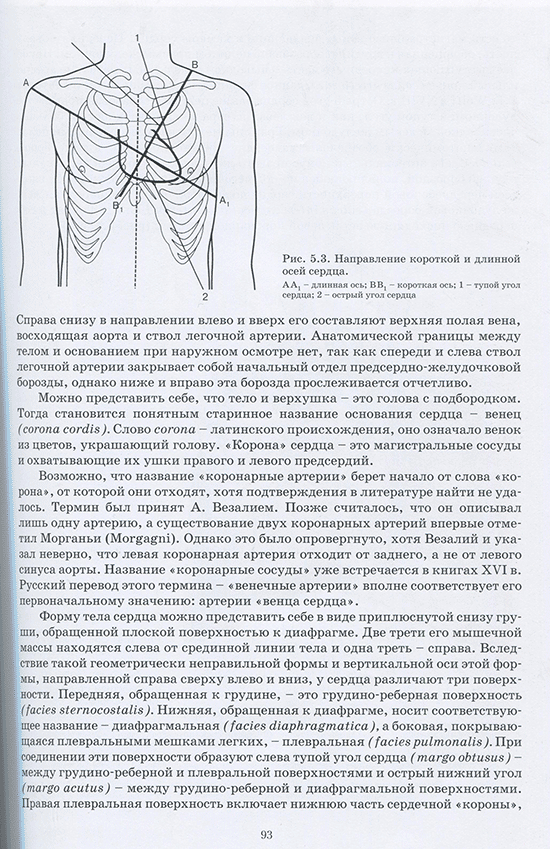 Рис. 5.3. Направление короткой и длинной осей сердца.