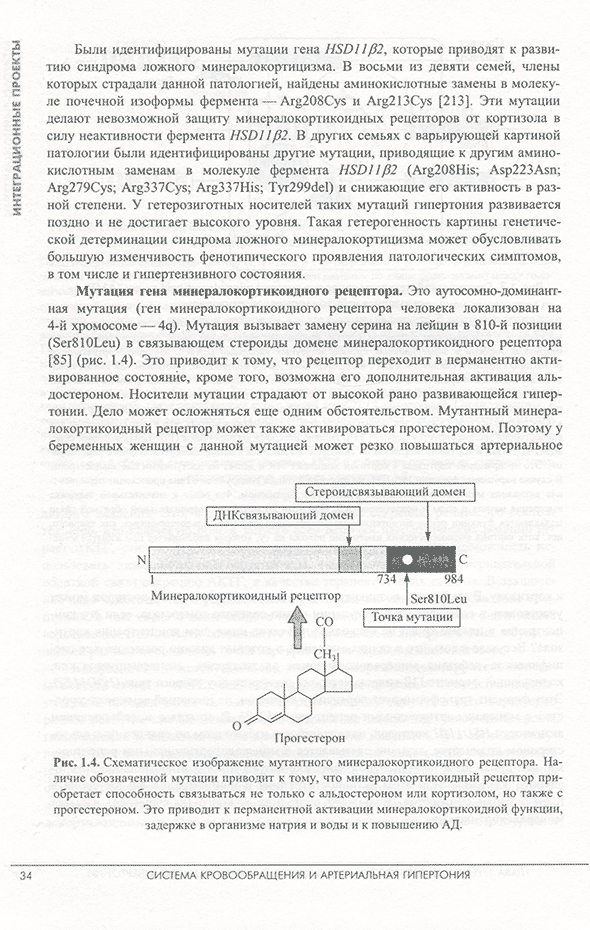 Схематическое изображение мутантного минералокортикоидного рецептора. Схематическое изображение мутантного минералокортикоидного рецептора.