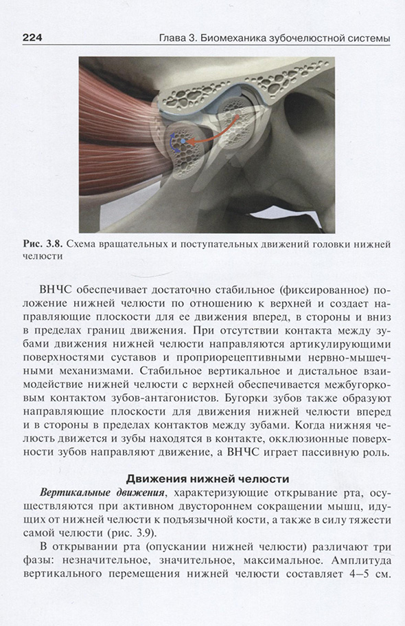 Рис. 3.8. Схема вращательных и поступательных движений головки нижней челюсти Рис. 3.8. Схема вращательных и поступательных движений головки нижней челюсти