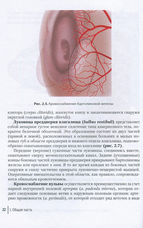 Кровоснабжение бартолиновой железы
