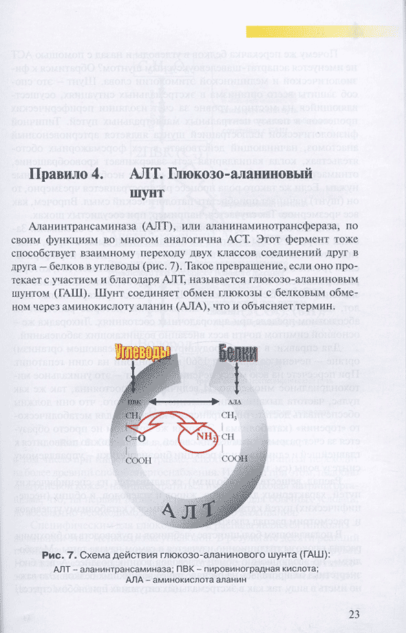 Схема действия глюкозо-аланинового шунта (ГАШ):