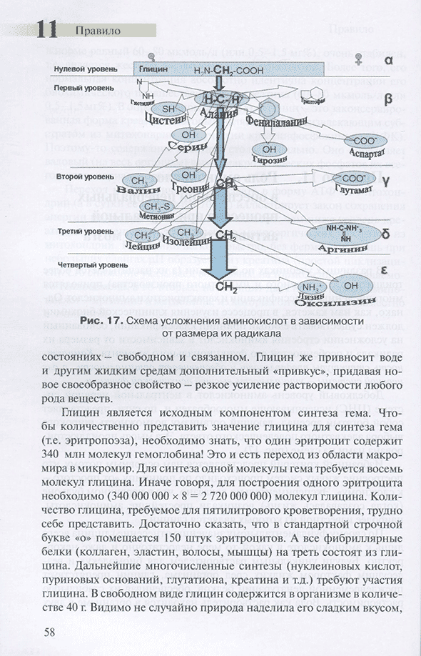 Схема усложнения аминокислот в зависимости от размера их радикала