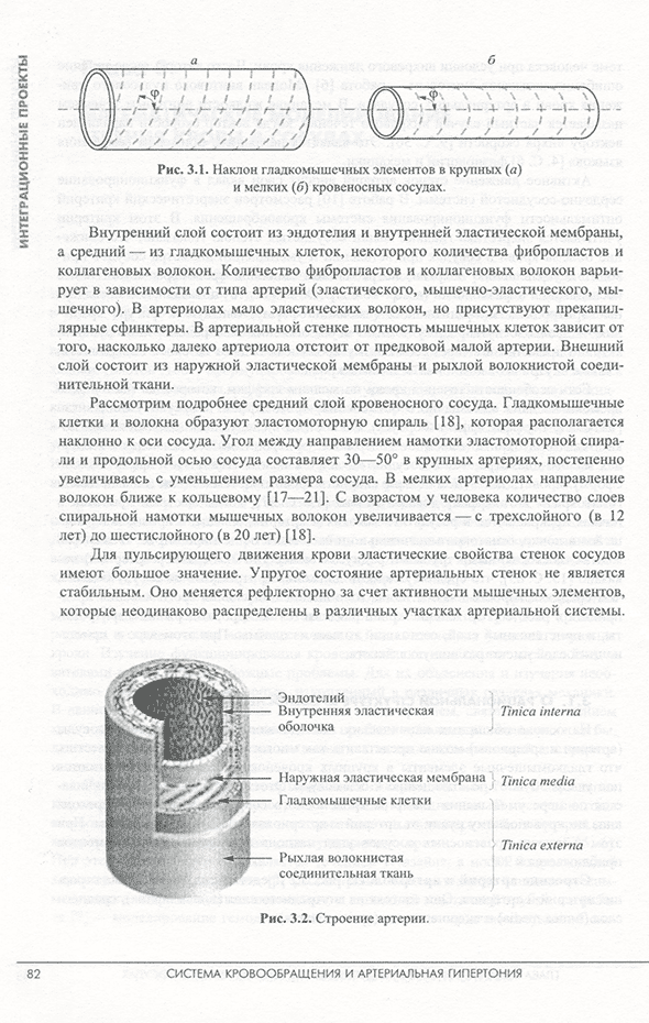 Строение артерии. Строение артерии.